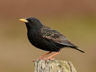 Koos Dijksterhuis: Dode spreeuwen
