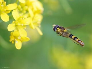 'Iedere luisteraar zou één keer in zijn leven een bedevaart naar Montbard moeten ondernemen'