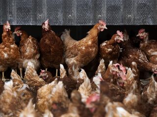 Ophokplicht voor pluimveebedrijven met 250 of meer dieren vanwege vogelgriep