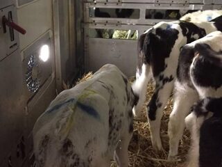 Schouten: boeren frauderen met aantal kalfjes per koe