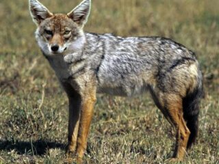 Nederland verwelkomt de goudjakhals