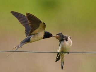 Boerenzwaluw zit vol met gif