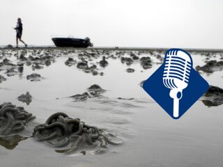 Podcast #DeDag: Waardoor gaat het zo slecht met de Wadden?