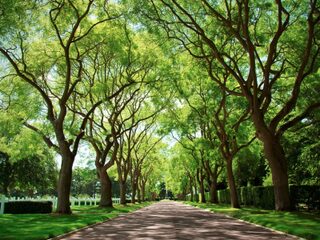Moeten bomen boeten voor ons roekeloze rijgedrag?