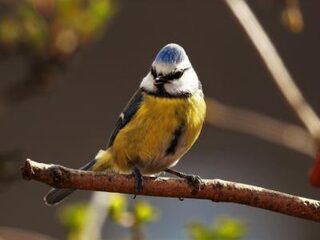 Help mee: zorgt buxusmot voor dode mees?