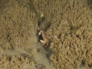 Herontdekte riffen van de Noordzee vragen om bescherming