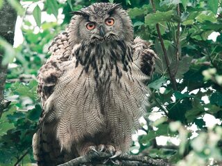 Leer de verschillende uilengeluiden kennen!