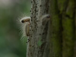 De overlast van de eikenprocessierups is groter dan ooit