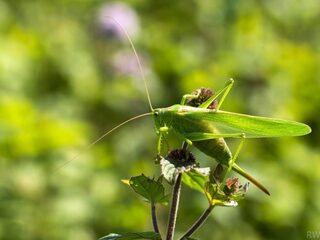 Sprinkhanen in de tuin? Hierdoor komt dat
