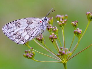‘Ik ga liever gefrustreerd mijn graf in dan dat ik nu al opgeef’
