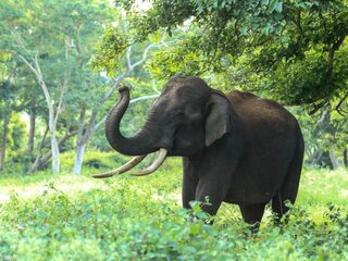 Hoe olifanten zichzelf tegen kanker beschermen