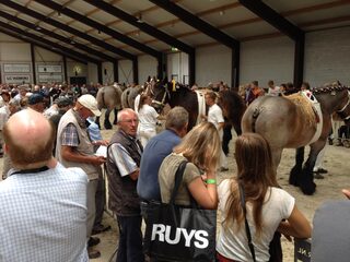 Gecoupeerde trekpaarden worden worst