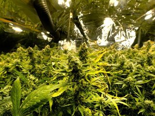 Belangrijk rapport over wietteelt blijkt gebaseerd op dubieuze bron