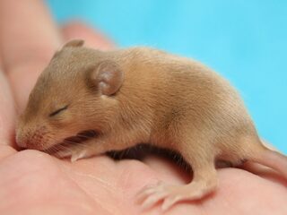 Baby's maken met twee moeders