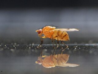 Zelfs van een fruitvliegje is een robot gemaakt