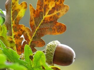 Dit wist je nog niet over eikels!