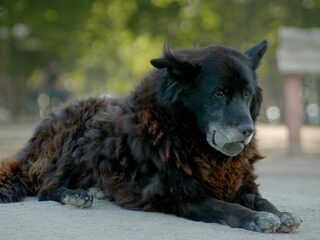 IDFA Report #4 - Los Reyes: documentaire over twee zwerfhonden