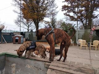 Wat gemeenten doen om hondenbeten te voorkomen