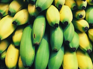 Eerste bananen van Nederlandse bodem geoogst