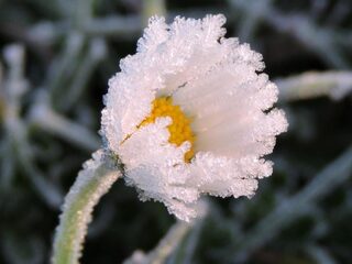 Ook in de winter kun je bloeiende planten vinden