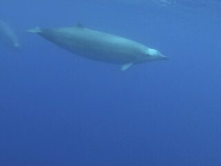 Eerste onderwaterbeelden van zeldzame spitssnuitdolfijn