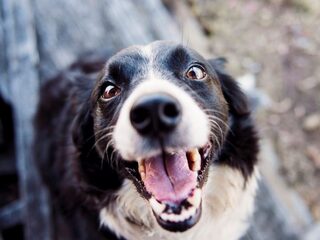 Zijn kwispelende honden echt zo blij?