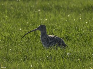 De bedreigde wulp is vogelsoort van 2019