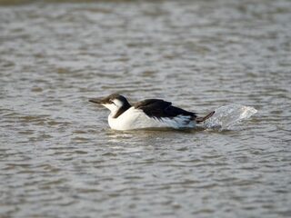 Dode en verzwakte zeekoeten langs de kust