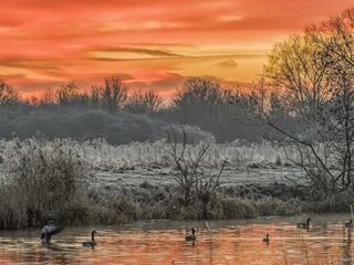 Dieren in de winterse kou