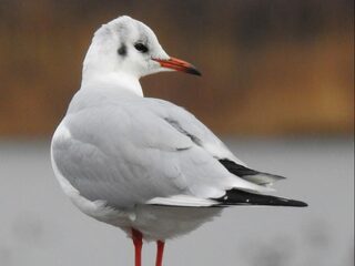 Al die krijsende meeuwen: hoe haal je ze uit elkaar?