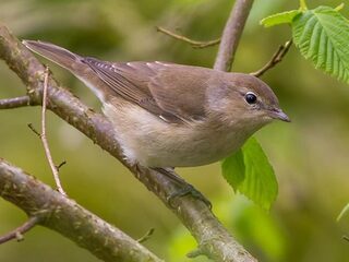Tuinfluiter: merelzang in versnelling