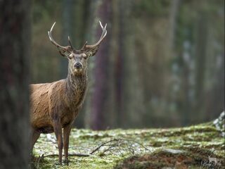 'Jagers vinden dieren doodschieten kennelijk een mensenrecht'