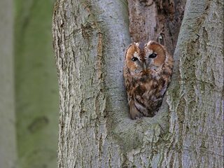 Beleef de Lente: zie vogels broeden en eitjes uitkomen!