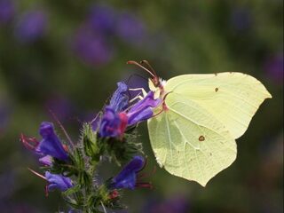 Heb jij ook al zoveel vlinders in de tuin?