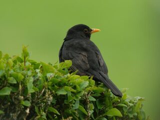 'Beschouw Nederland als een dier dat gewond is'