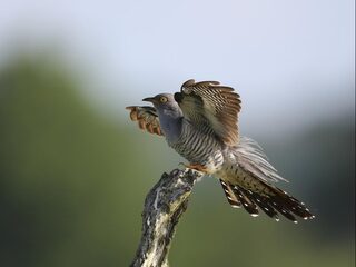 Deze 5 trekvogels moet je echt zien