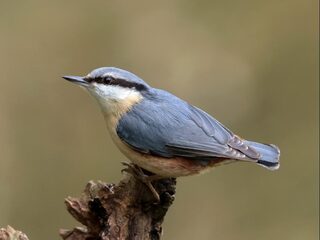 Zo herken jij vogels in de tuin!