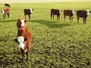Deze koe redt de landbouw op zompige grond