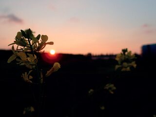 Een intieme, manipulatieve relatie met een plant