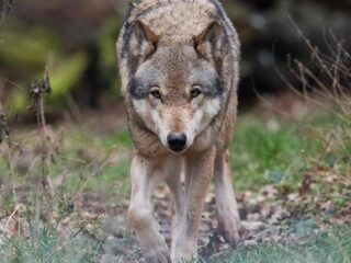 'Nederland is de Truman-show voor wolven'