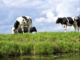 Zo zorg je dat een koe minder scheten laat