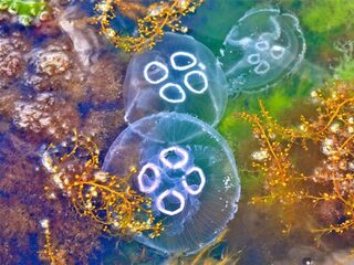 Bang voor kwallen? Helemaal niet nodig