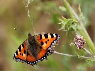 Vlinders in de tuin: waar is de kleine vos gebleven?