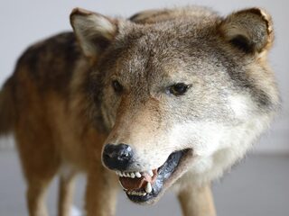 Tien wolven dit jaar in Nederland, 1 bijna gevestigd