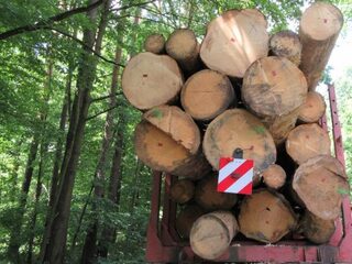 Polen krijgt boete als ze het oerbos kappen