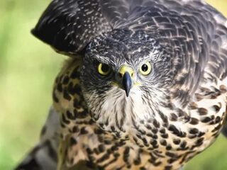 Hoe ontkom je aan 'terrorvogels'?