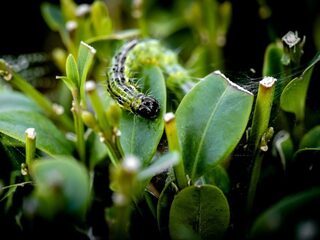 Insectenpopulatie afgelopen 30 jaar een kwart kleiner geworden