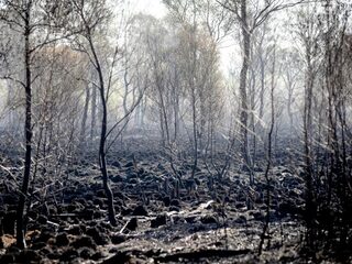 Brand Deurnese Peel laat zien dat extreme droogte ook in Nederland leidt tot extreme bosbranden