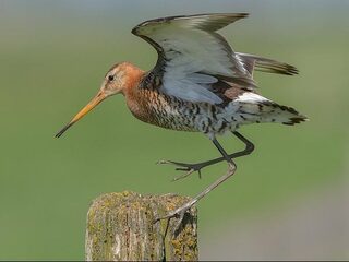 In 2017 zijn iets meer gruttokuikens uitgevlogen
