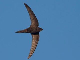 Gierende schreeuw klinkt tot eind juli